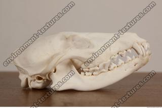 Photo References of Skull